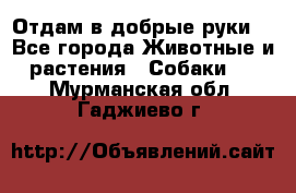 Отдам в добрые руки  - Все города Животные и растения » Собаки   . Мурманская обл.,Гаджиево г.